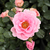 Roze - Floribunda roos - Baby Blanket®